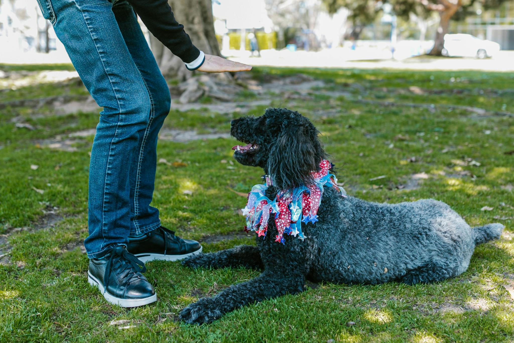 A detailed shot of a poodle being trained by its owner in a sunlit park.