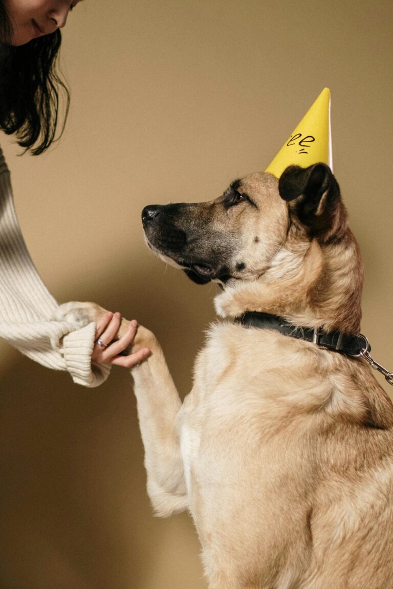 A dog wearing a party hat being trained indoors by a person.