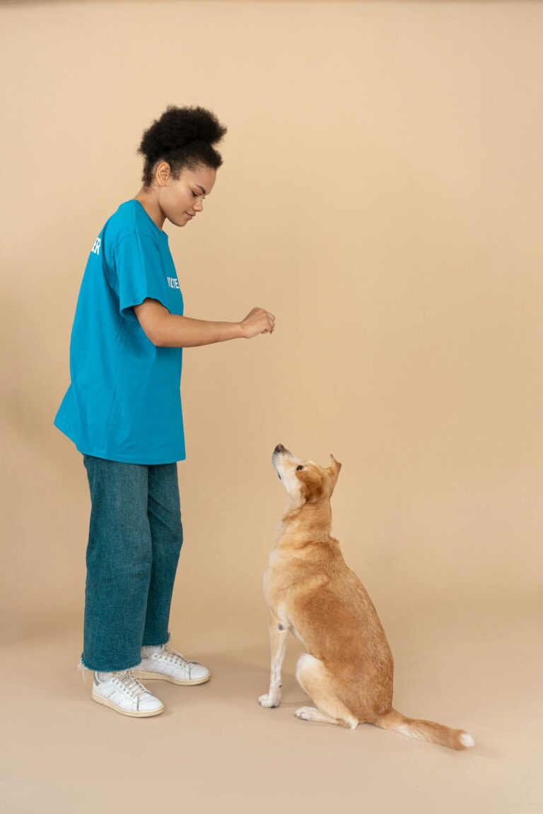 A volunteer trains a mixed-breed dog indoors, showcasing companionship.