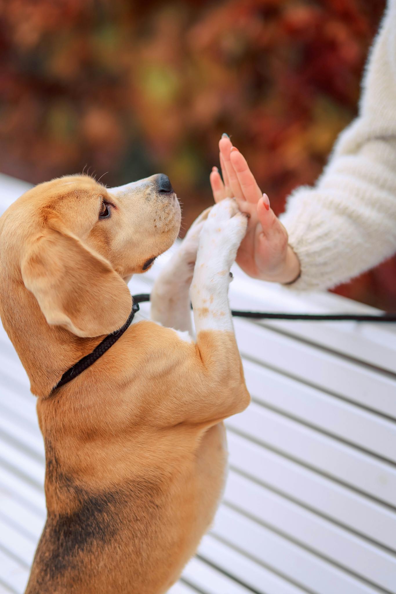 Adorable beagle puppy giving a high five to its owner against a blurred autumn background.