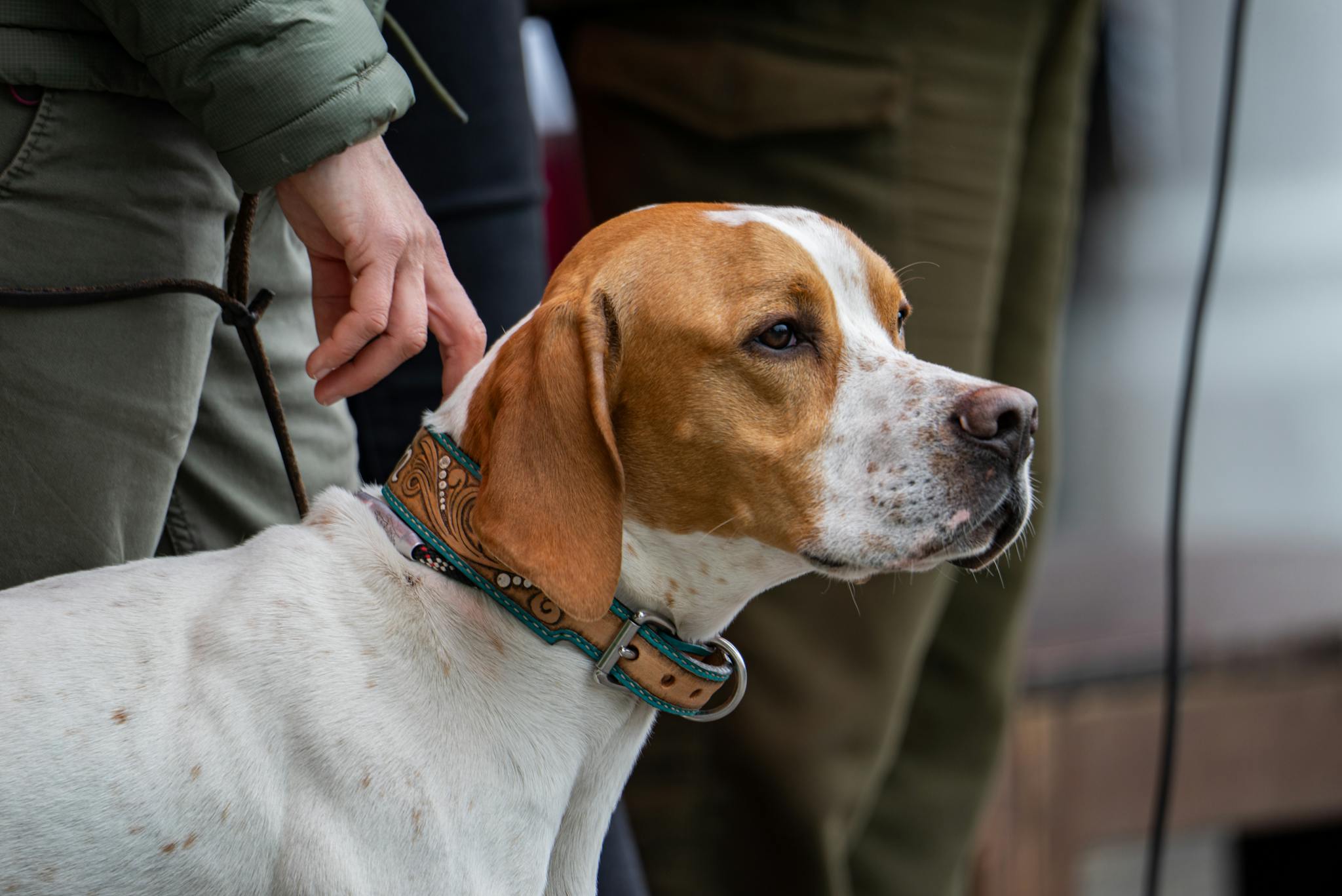 Pointer dog and handler outdoors, showcasing companionship and control.
